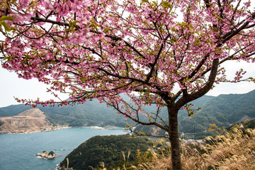 Obraz premium 津久見の河津桜