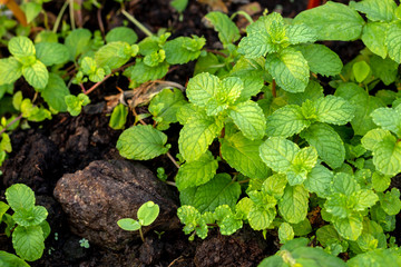 Many mint leaves on black soil.