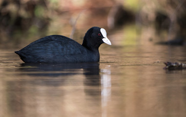 Eurasian Coot, Coot, Fulica atra