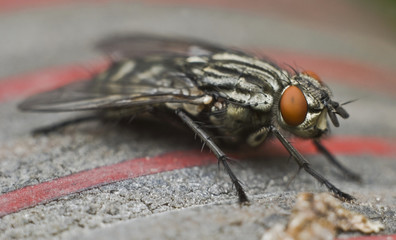 Housefly, fly