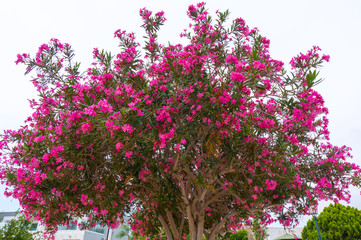 Blooming magnolia tree with beautiful flowers in the summer