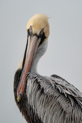 Brown Pelican