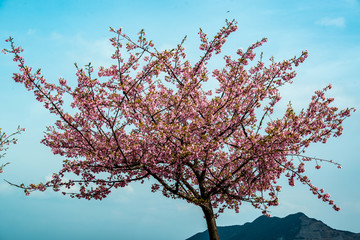 津久見の河津桜