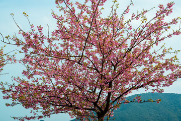 津久見の河津桜