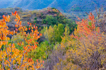 Qingshan pass the Great Wall and Castle Peak autumn scenery
