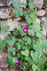 Qingshan pass the Great Wall's "General Administration" autumn scenery
