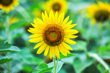 Sunflowers growing in farmland
