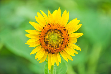 Sunflowers growing in farmland