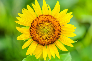 Sunflowers growing in farmland