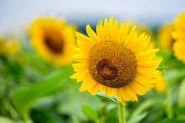 Sunflowers growing in farmland