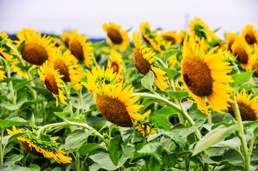 Sunflowers growing in farmland