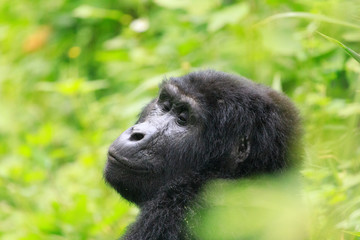 Bwindi Impenetrable National Forest Queen Elizabeth National Park