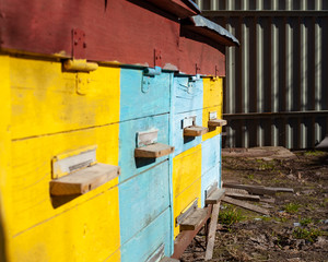 Obraz na płótnie Canvas home beehive for bees and honey, yellow and blue