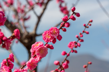 南立石公園の梅
