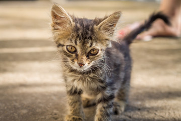 Portrait of a cute baby kitten