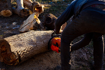 A man is sawing firewood of fallen nut trees with a chainsaw at sunset under a pleasant sun
