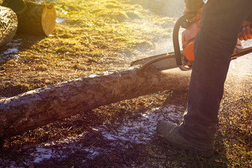 A man is sawing firewood of fallen nut trees with a chainsaw at sunset under a pleasant sun