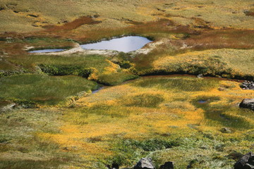立山の秋　室堂のイワイチョウの群生