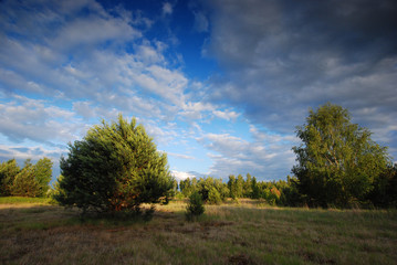 Obraz premium Landscape with pine