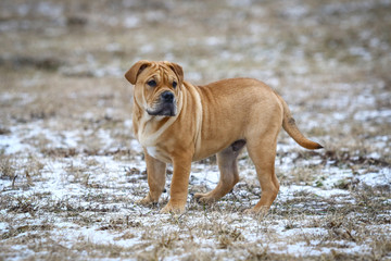 Brown three months old Ca de Bou (Mallorquin Mastiff) male puppy dog playing outdoors