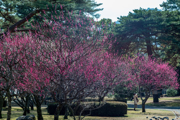 別府公園の梅