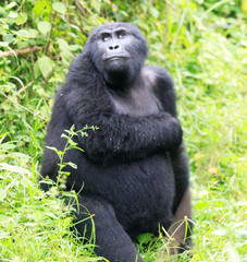 Bwindi Impenetrable National Forest Queen Elizabeth National Park