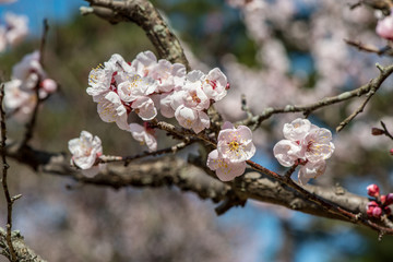 別府公園の梅