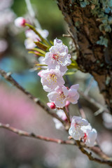 Fototapeta premium 別府公園の梅