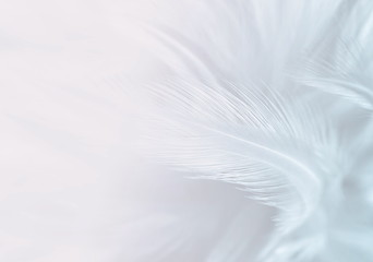 Fototapeta premium white feather texture background