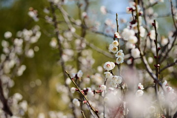 blossom plum trees on winter