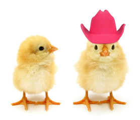 Two chicks one with crazy pink hat