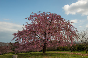 豊前の河津桜