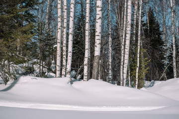 Coniferous forest in winter. Taiga in the winter. Forest in Siberia in the winter.