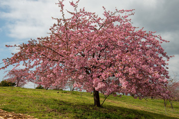 Fototapeta premium 豊前の河津桜