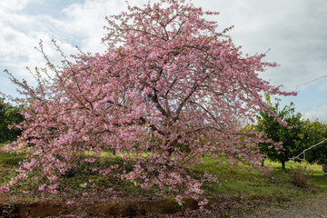 Fototapeta premium 豊前の河津桜