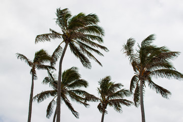 Fototapeta na wymiar palm trees on background of cloudy sky with strong wind