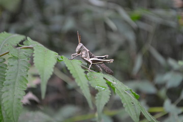 cricket