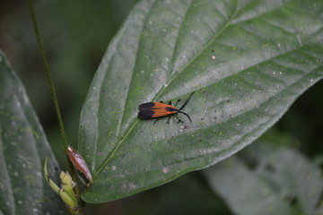 barbeiro