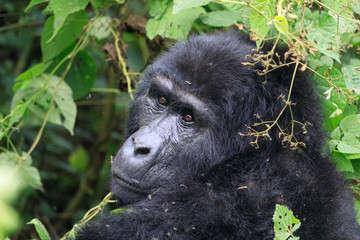 Bwindi Impenetrable National Forest Queen Elizabeth National Park