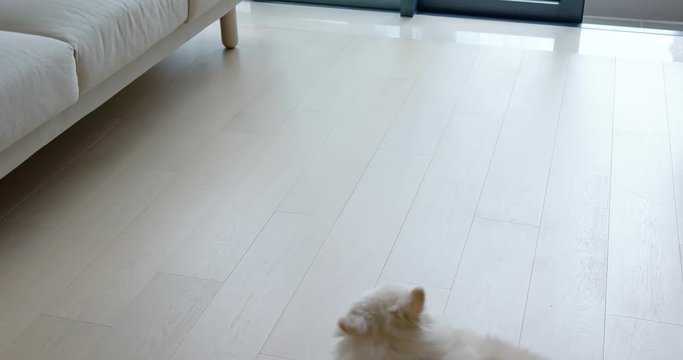 Pomeranian dog sit on robotic vacuum cleaner slides across the room