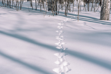 Traces of a hare in the snow. Traces of animals in the forest in winter. Winter trail. T