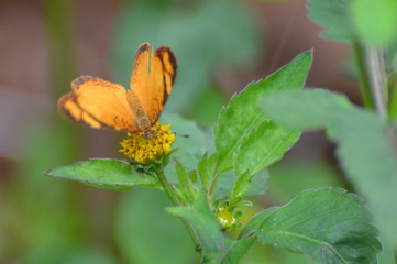 butterfly on flower