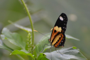 Fototapeta premium butterfly on flower
