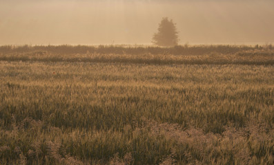 Obraz premium Sunrise over field