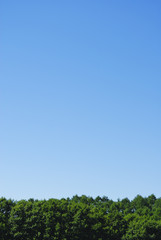 Obraz premium 木 空 素材