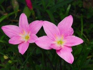 Blossom of pink Zephyranthes Lily, Rain Lily, Fairy Lily, Little Witches