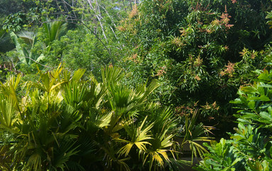 The jungle garden