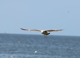Fototapeta na wymiar Heuglin's Gull flying, in Thailand