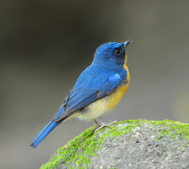 Bird Beautiful Hill Blue Flycatche, Male (Cyornis banyumas)