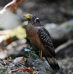 Bird of Thailand is Crested Serpent Eagle (Spilornis cheela)